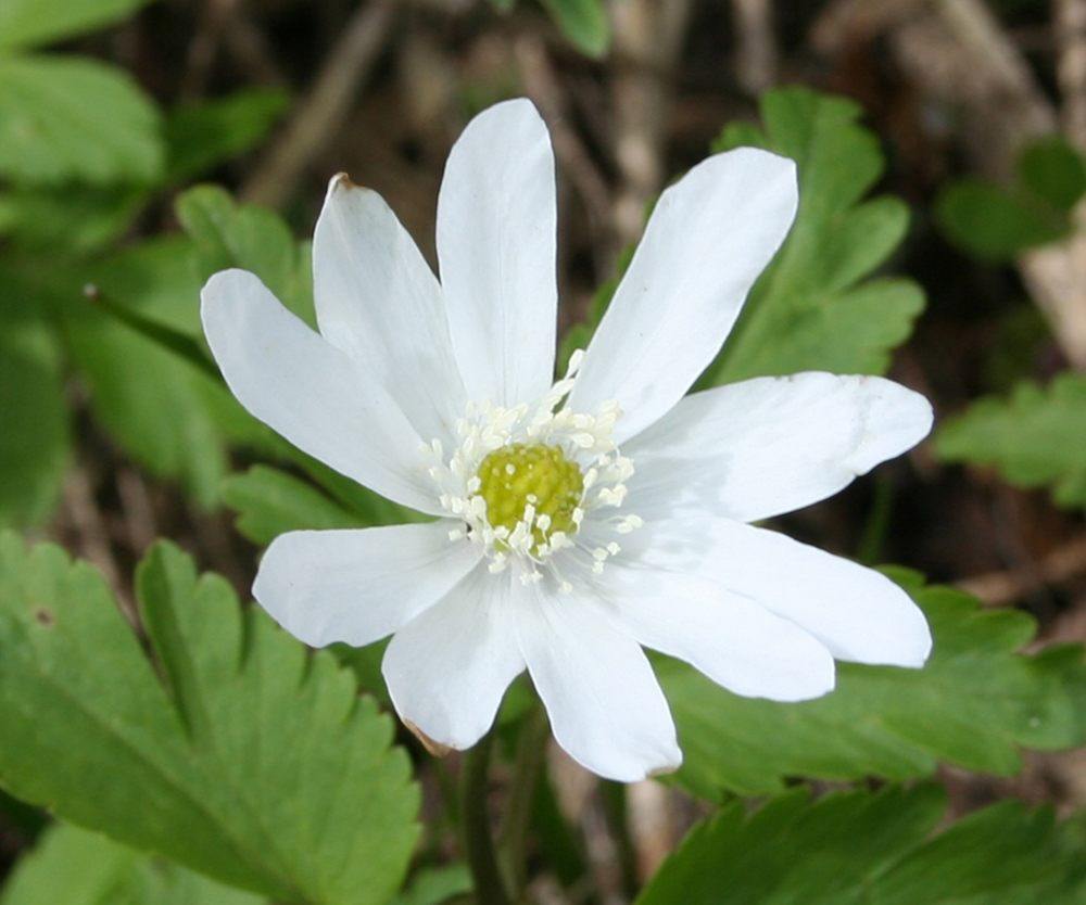 Image of Anemone altaica specimen.