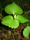 Viola uniflora. Плодоносящее растение в сосновом лесу. Томская обл., окр. г. Томск. 08.07.2009.