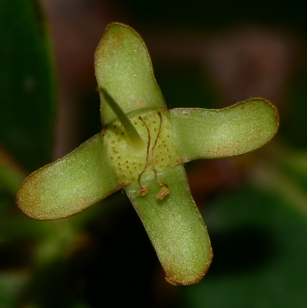 Image of Eugenia uniflora specimen.