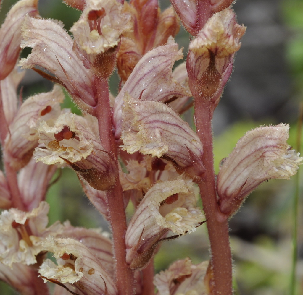 Image of Orobanche alba specimen.