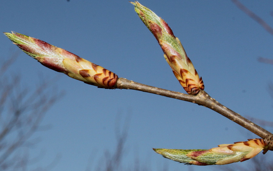 Image of Carpinus cordata specimen.