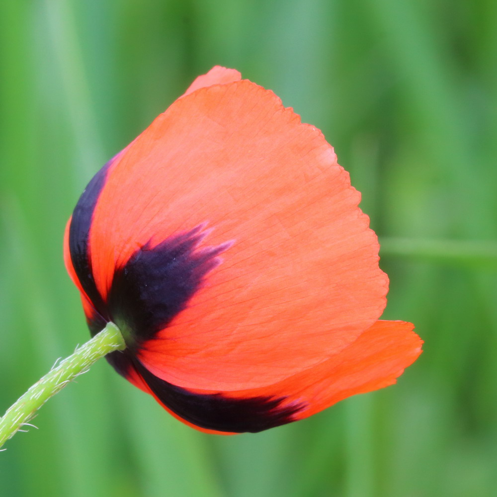 Image of Papaver stevenianum specimen.
