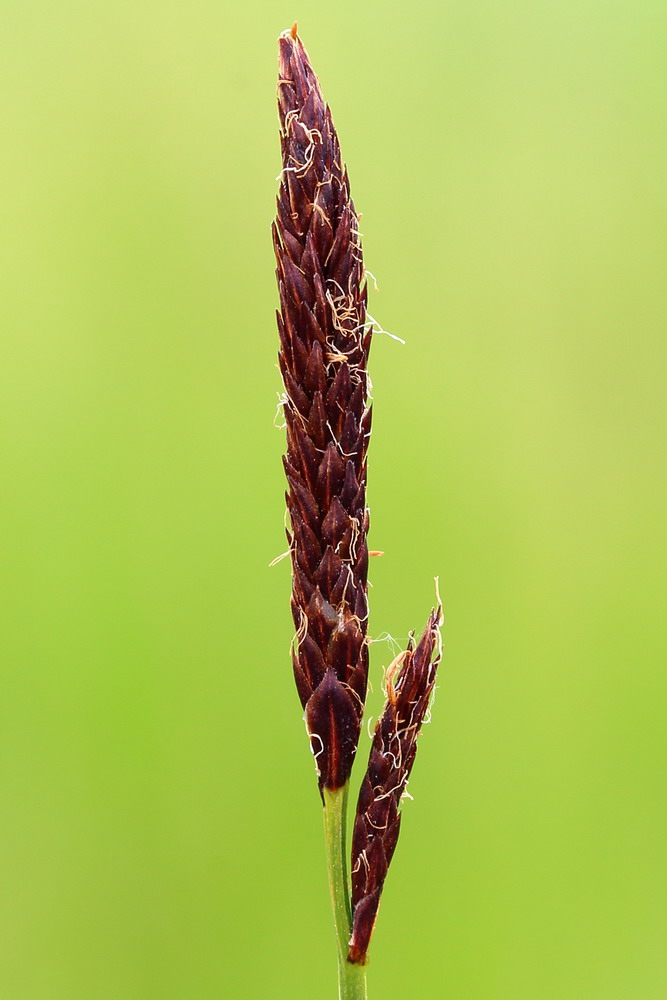 Изображение особи Carex melanostachya.