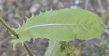 Crepis setosa