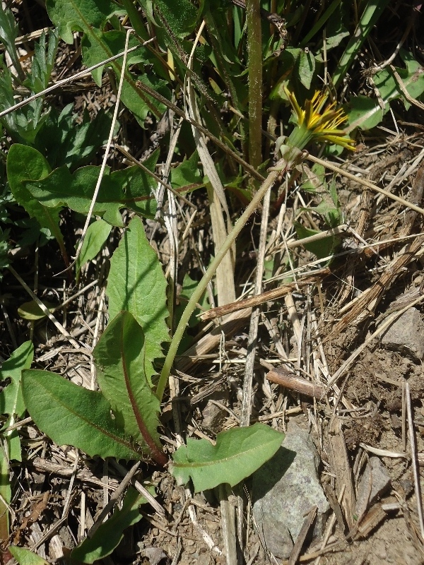 Image of Taraxacum kamtschaticum specimen.