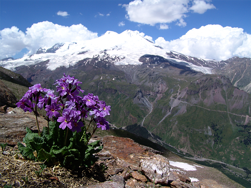 Изображение особи Primula amoena.