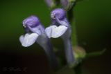 Scutellaria altissima. Цветки. Молдова, Оргеевский р-н, с. Ватич, грабовый лес. 04.06.2014.