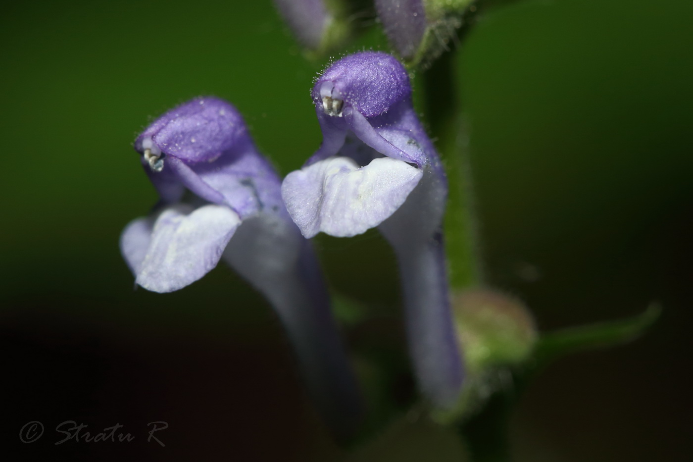 Изображение особи Scutellaria altissima.