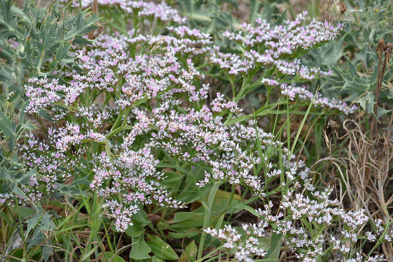 Image of Goniolimon tauricum specimen.