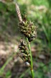 Carex ericetorum