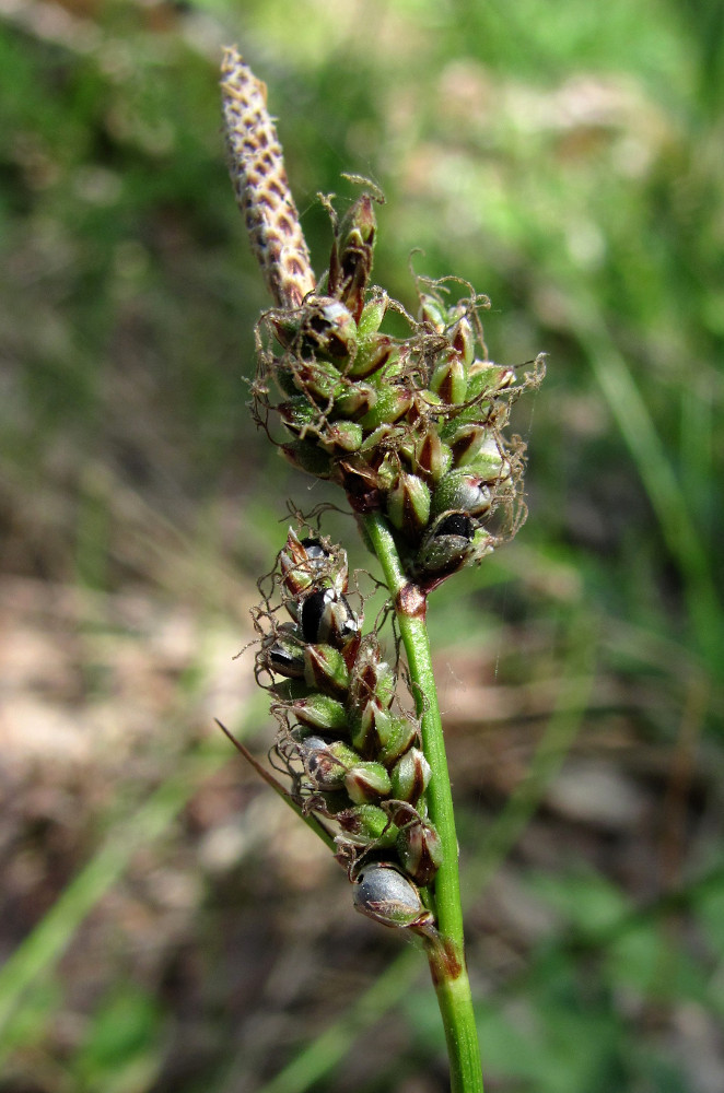 Изображение особи Carex ericetorum.