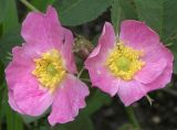 Rosa villosa