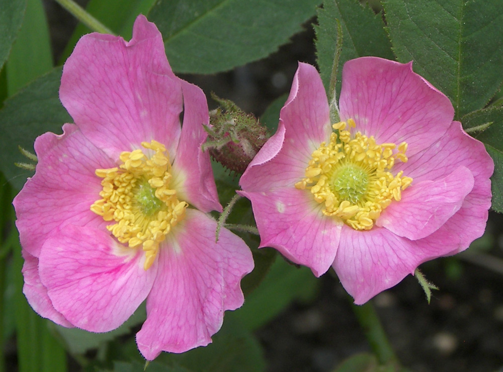 Изображение особи Rosa villosa.