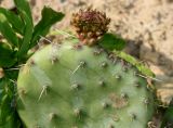 genus Opuntia. Верхушка ветки с молодым побегом. Германия, г. Дюссельдорф, Ботанический сад университета. 02.06.2014.