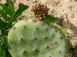 Opuntia