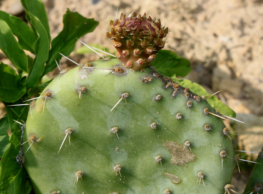 Image of genus Opuntia specimen.