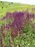 Salvia nemorosa