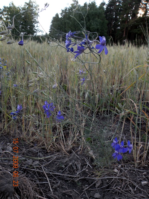 Image of Delphinium consolida specimen.