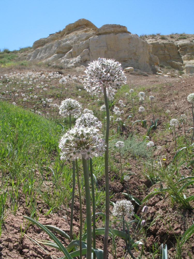 Изображение особи Allium tulipifolium.