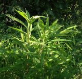 Solidago canadensis