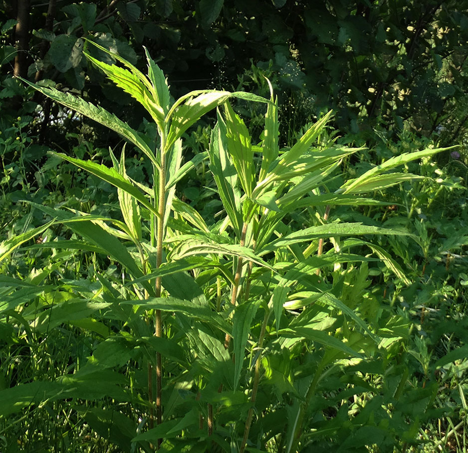 Изображение особи Solidago canadensis.