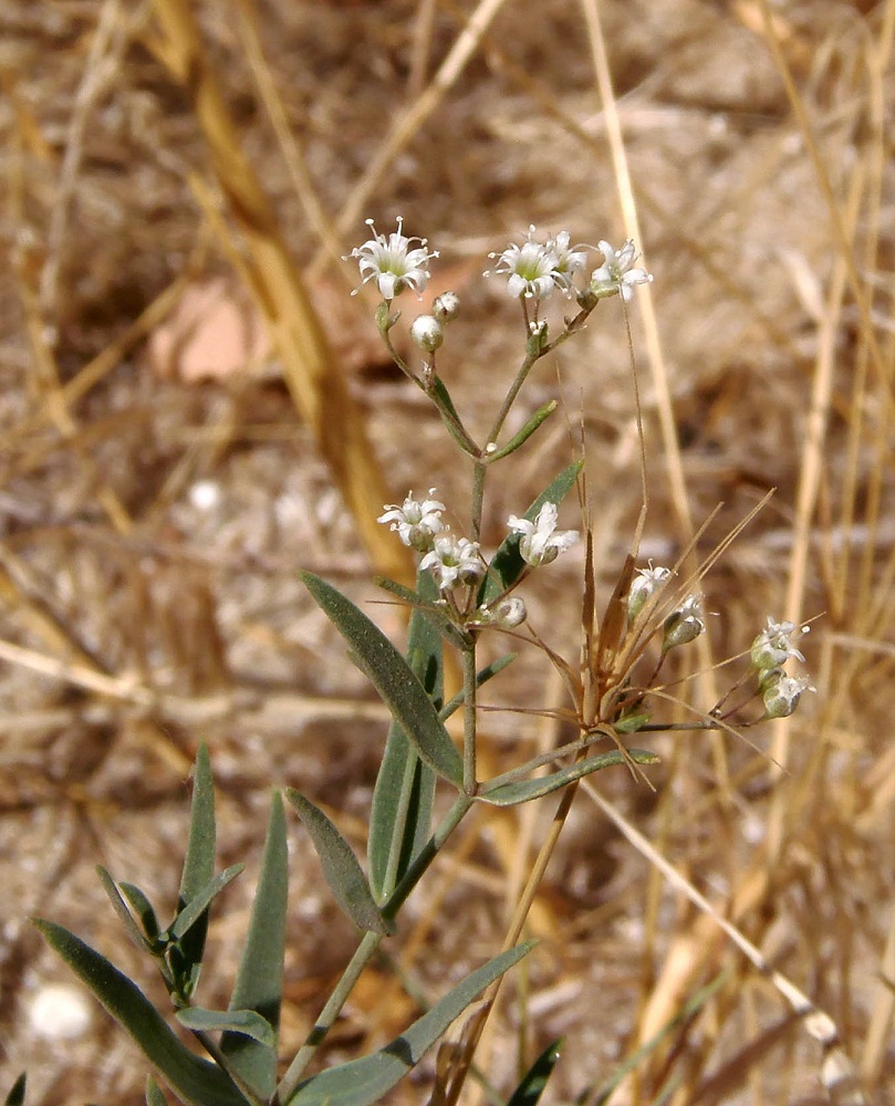 Image of Gypsophila paniculata specimen.