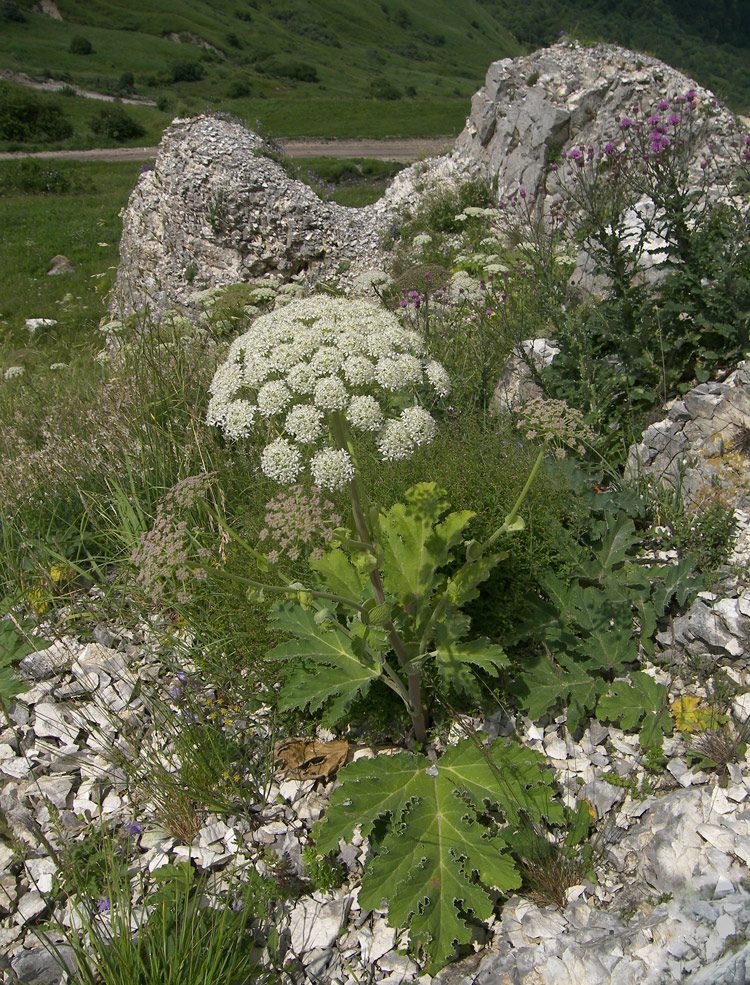 Изображение особи род Heracleum.