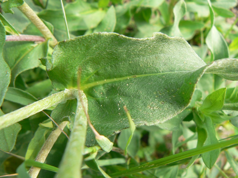 Image of Inula britannica specimen.