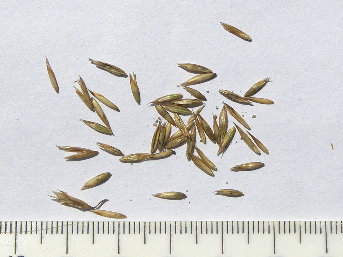 Image of Poa longifolia specimen.