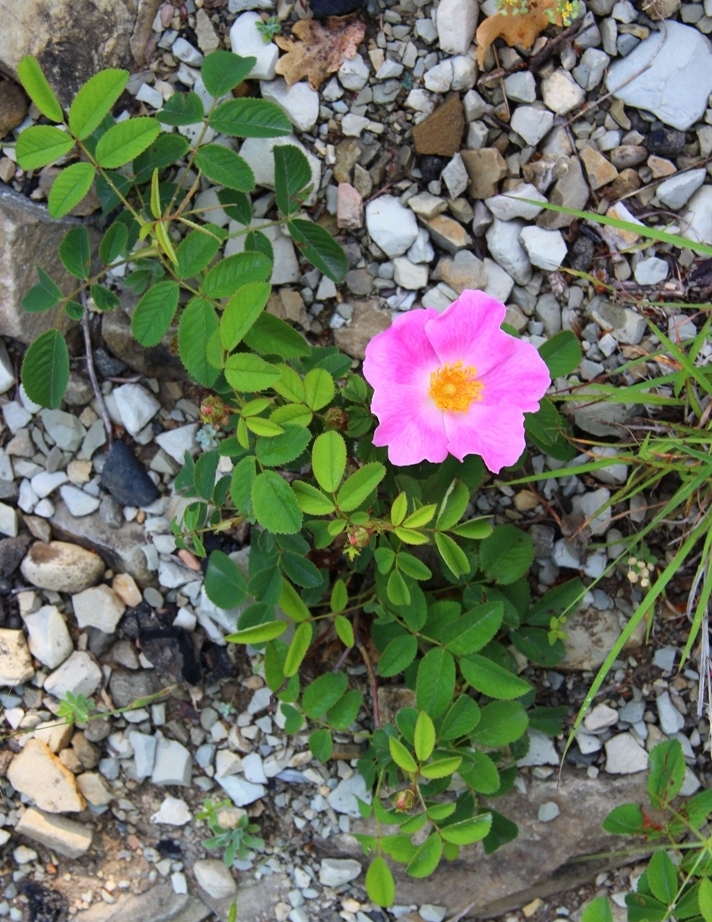 Image of Rosa gallica specimen.