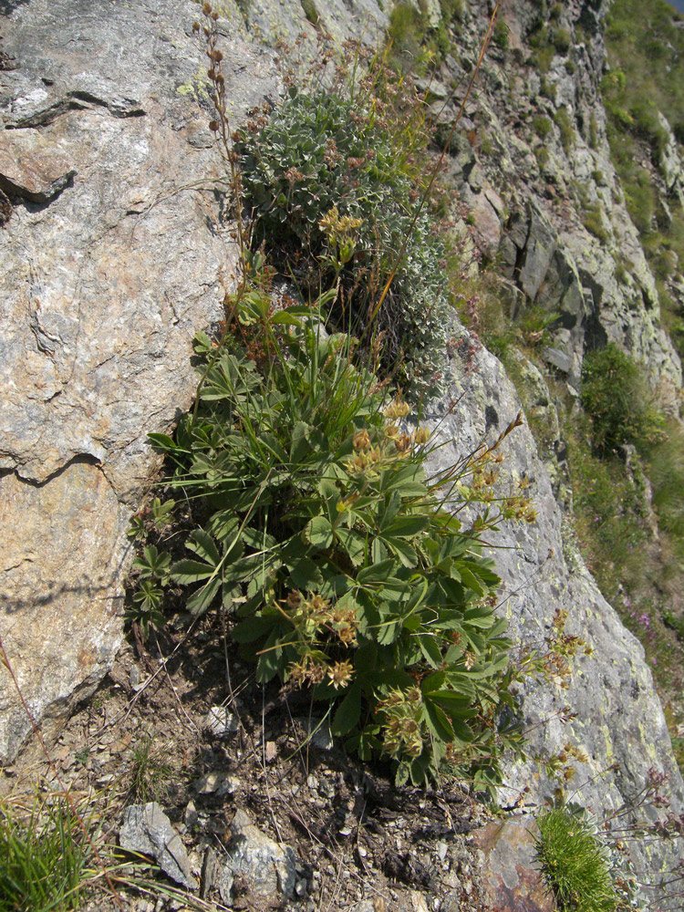 Изображение особи Potentilla brachypetala.