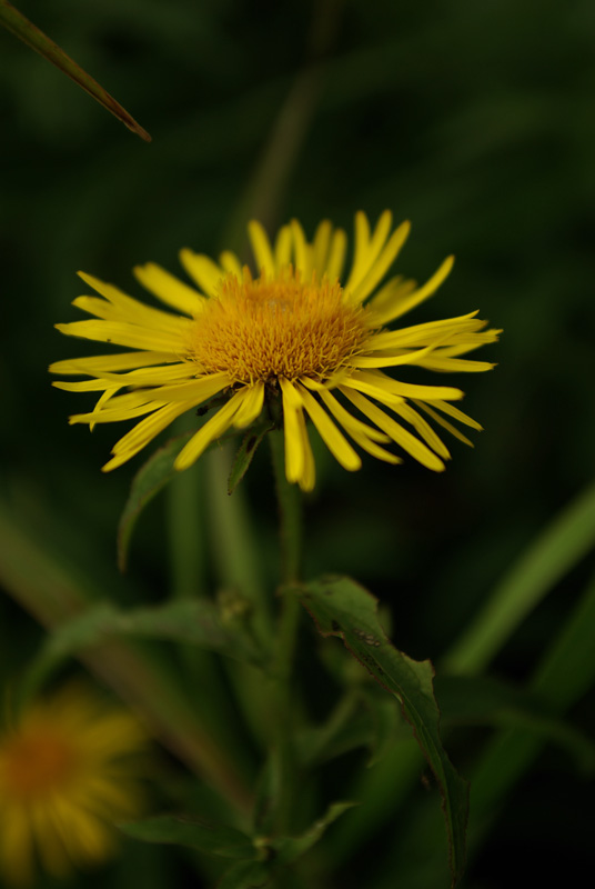 Изображение особи Inula salicina.