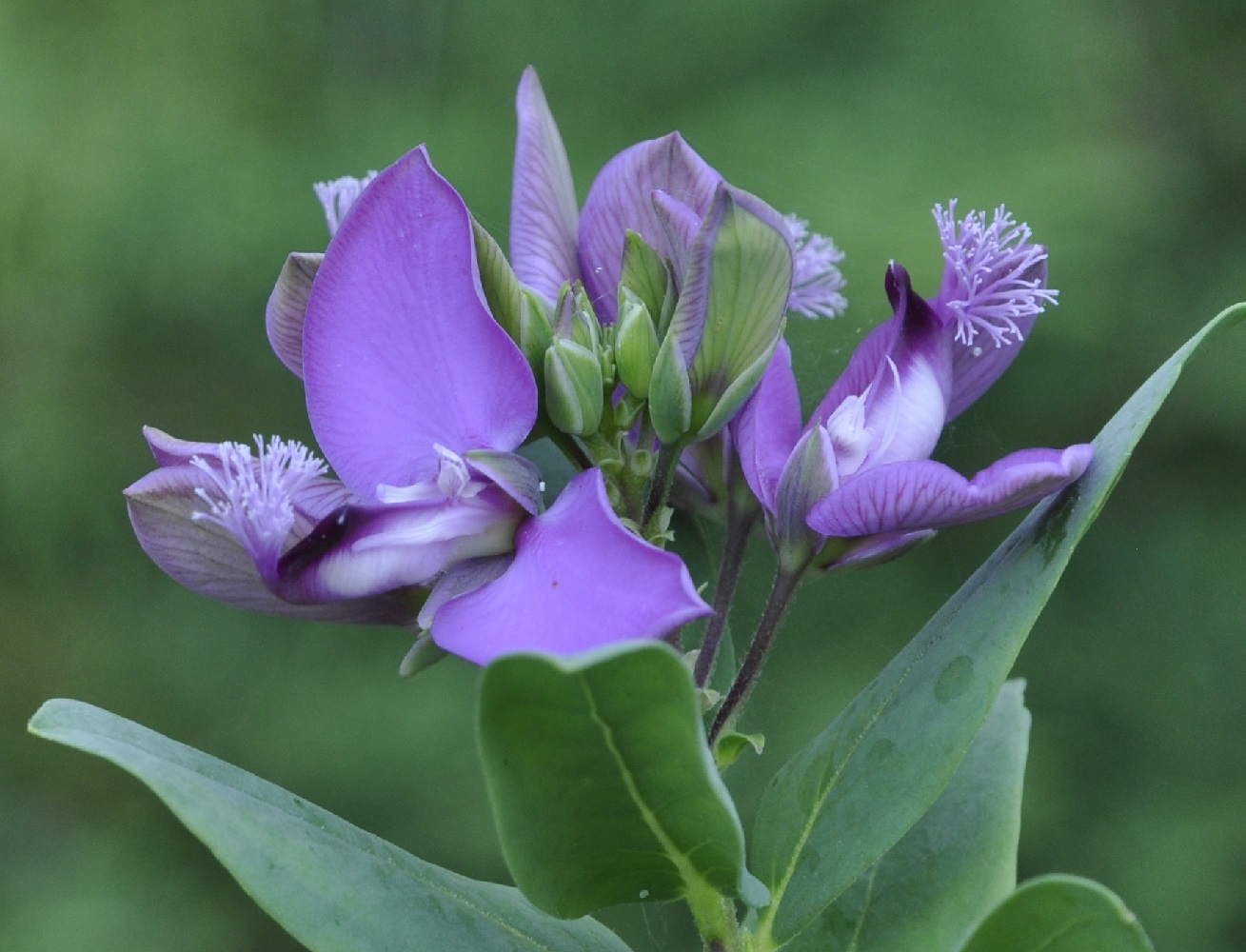 Image of Polygala myrtifolia specimen.