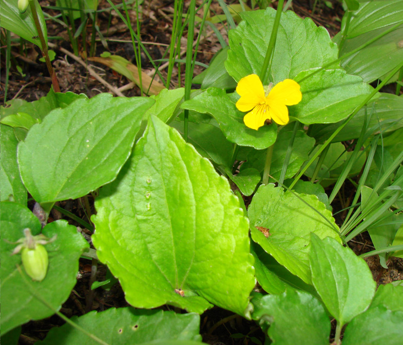 Image of Viola xanthopetala specimen.