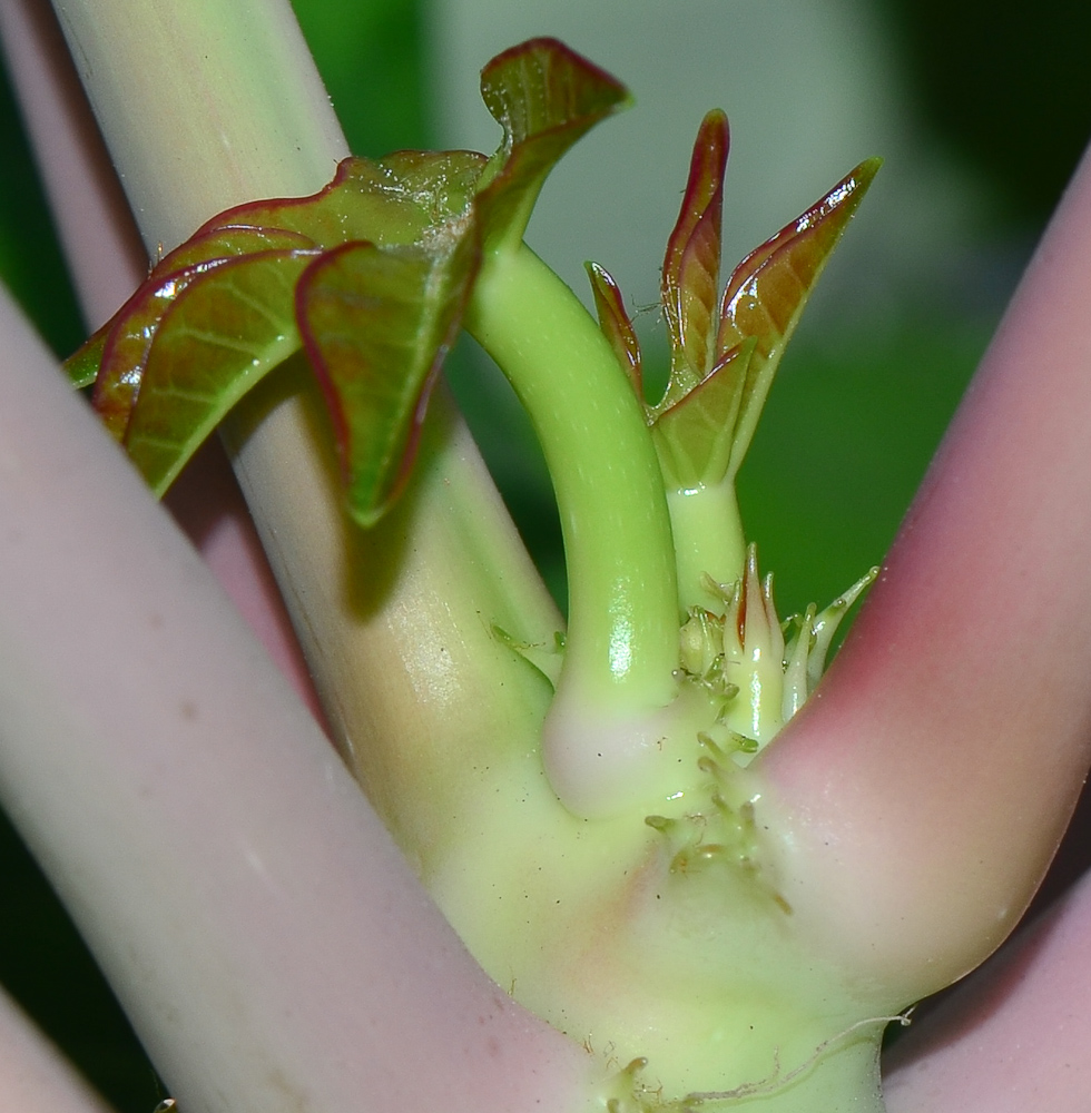 Image of Jatropha podagrica specimen.