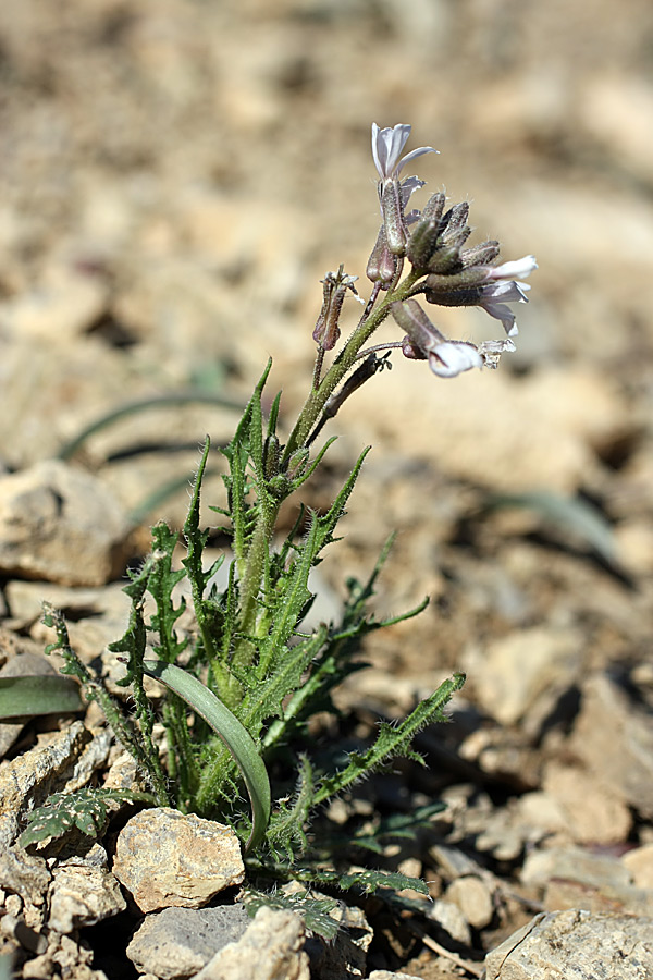 Image of Parrya hispida specimen.