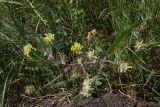 Astragalus dasyanthus. Цветущее растение в степи. Белгородская обл., окр. пос. Борисовка, Острасьев Яр. 30.06.2009.