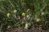 Astragalus dasyanthus