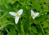 Trillium camschatcense