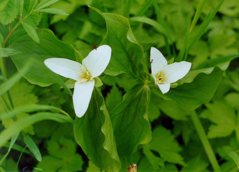 Image of Trillium camschatcense specimen.