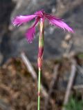 Dianthus orientalis