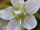 Parnassia palustris. Цветок. Камчатский край. Усть-Большерецкий р-н, среднее течение реки Кихчик, заболоченный луг, 14.07.2006.