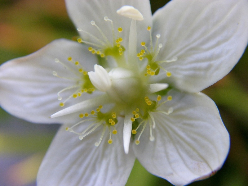 Изображение особи Parnassia palustris.