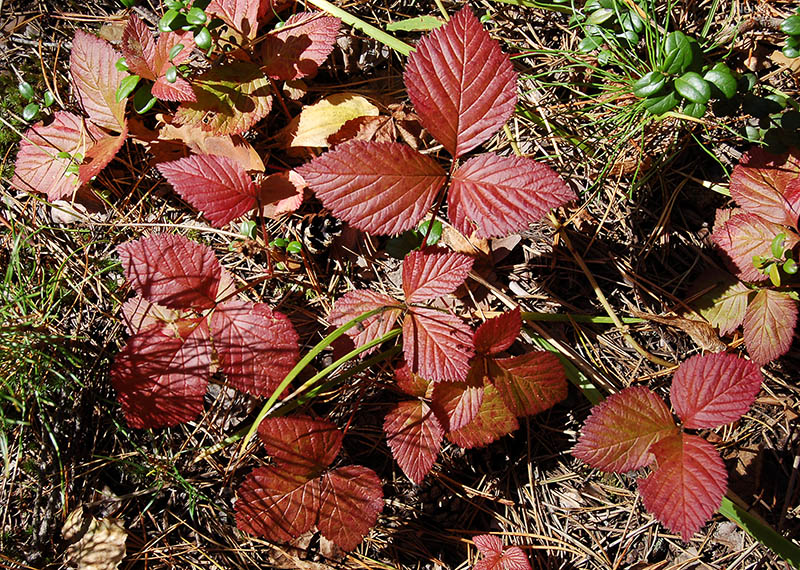 Image of Rubus saxatilis specimen.