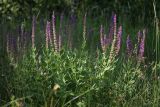 Salvia nemorosa. Цветущее растение на остепнённом лугу. Белгородская обл., пос. Борисовка. 27.06.2009.