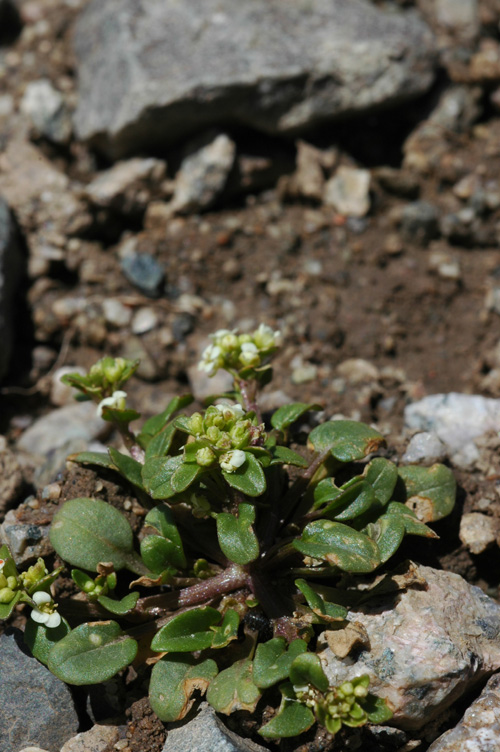 Изображение особи Taphrospermum altaicum.