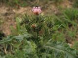 Carduus arabicus