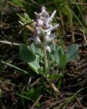 Corydalis ledebouriana