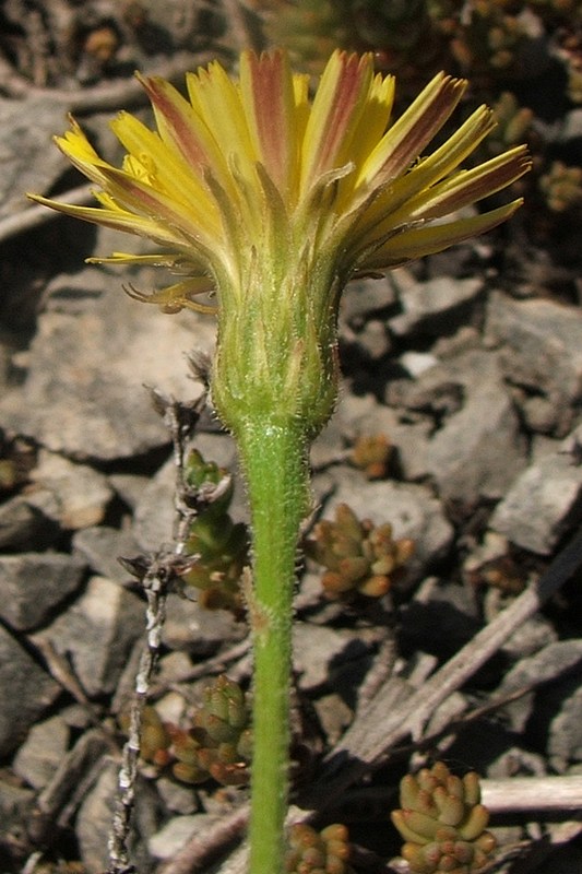 Image of Leontodon biscutellifolius specimen.