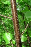 Image of taxon representative. Author is Геннадий Окатов